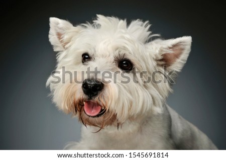 Portrait of a West Highland White Terrier Westie looking satisfied