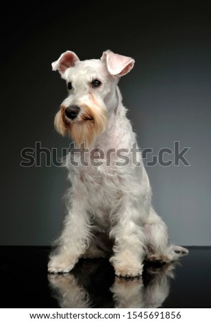 Studio shot of an adorable Schnauzer looking curiously