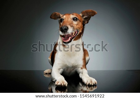 Studio shot of an adorable Jack Russell Terrier lying and looking satisfied