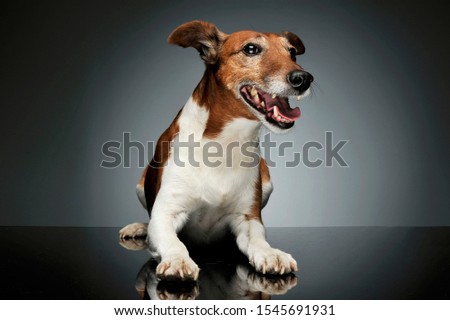 Studio shot of an adorable Jack Russell Terrier lying and looking satisfied