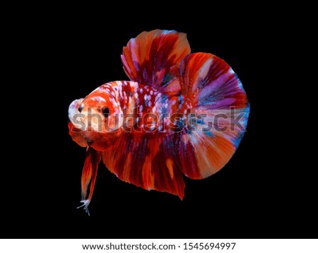Multi color Siamese fighting fish,fighting fish,Betta splendens,on black background with clipping path