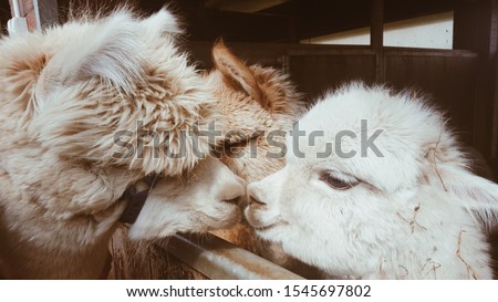 Two llamas kissing. Cute little alpaca (lama animal, llama) baby in farm. Funny animal portrait. Close up tender young alpaca from llama farm or zoo. Furry lama baby