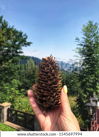 Summer mountain landscape. Big pine cone on the background of  the Ukrainian Carpathian Mountains. Bright nature view. Green tourism location.
