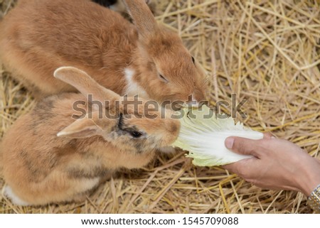 Feeding rabbits on a comfortable holiday