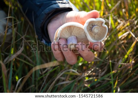 Mushrooms in the palm of a farmer. Nature and work concept.