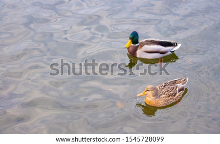Ducks swim in the water