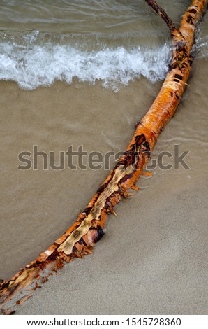 A birch branch stuck in the snad and repeatedly washed by surf and waves is color stained by tannis in the water, Miner's Beach, Pictured Rocks National Lakeshore, Alger County, Michigan