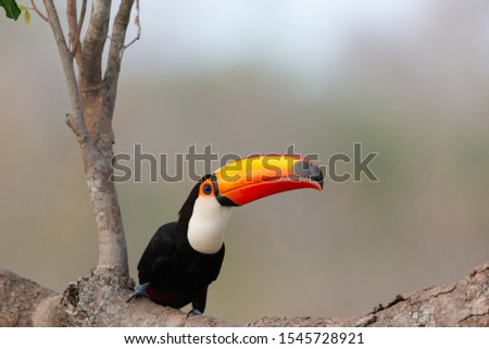 toco toucan, reuzentoekan, giant toucan photographed in the Pantanal, Brasil