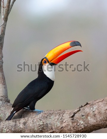 toco toucan, reuzentoekan, giant toucan photographed in the Pantanal, Brasil