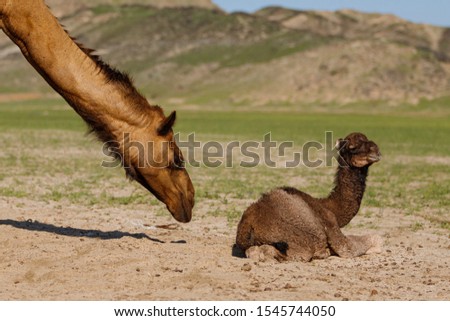 Arabian brown camel in desert with new born camel calf in green grass  and blue sky background