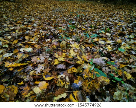 Autumn leaves Close up. Fall Forest trees. Nature background. Yellow maple leaf. Colorful autumn leaves background. Colorful fall scene. Oak tree photo. 