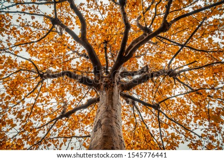 Pictures of a leaf and trees in autumm