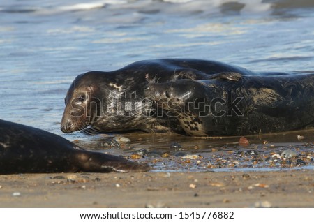 Two amusing Grey Seals, Halichoerus grypus, play fighting on the shoreline during breeding season.