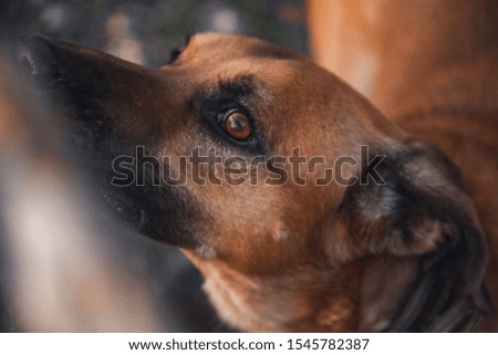 Brown dog with sad eyes, unhappy looking for new owner