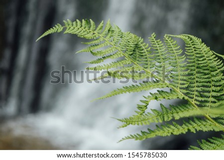 Abstract background with waterfall and tropical fern leaves, nature pattern background, pictured in wild forest