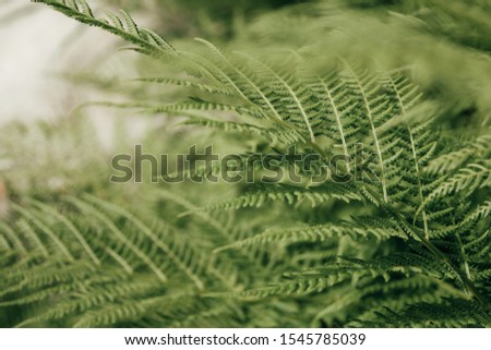 Abstract background with tropical fern leaves, nature pattern background at green bush, pictured in wild forest