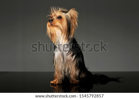 Studio shot of an adorable Yorkshire Terrier looking curiously