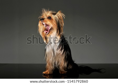 Studio shot of an adorable Yorkshire Terrier yawning on dark backgound