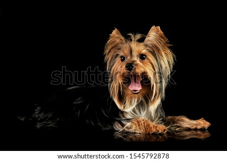 Studio shot of an adorable Yorkshire Terrier looking satisfied