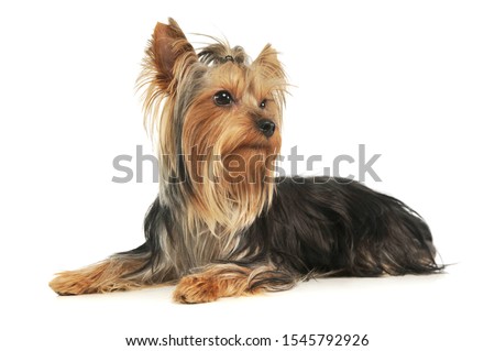 Studio shot of an adorable Yorkshire Terrier lying and  looking curiously