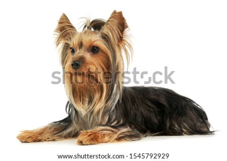 Studio shot of an adorable Yorkshire Terrier lying and  looking curiously