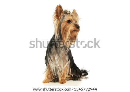 Studio shot of an adorable Yorkshire Terrier sitting and looking curiously