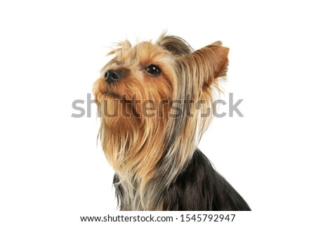 Portrait of an adorable Yorkshire Terrier looking up curiously