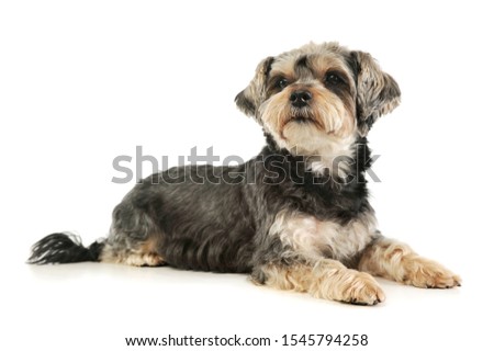 Studio shot of an adorable mixed breed dog lying and looking curiously
