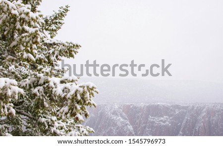 Snow-covered green spruce against the backdrop of a snowy mountain landscape.