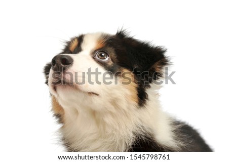 Portrait of an adorable Australian shepherd puppy looking up curiously