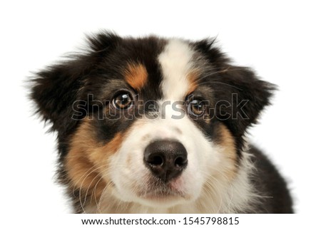 Portrait of an adorable Australian shepherd puppy looking up curiously