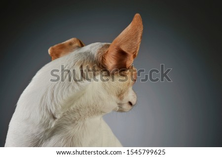 Portrait of an adorable chihuahua showing his back