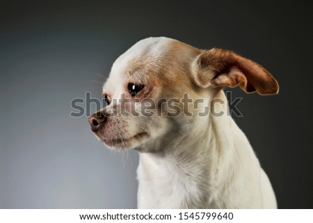 Portrait of an adorable chihuahua looking curiously