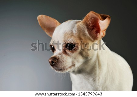 Portrait of an adorable chihuahua looking curiously