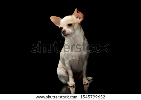 Studio shot of an adorable chihuahua sitting and looking curiously