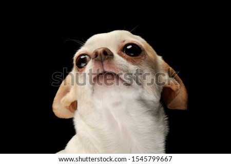 Portrait of an adorable chihuahua looking curiously at the camera