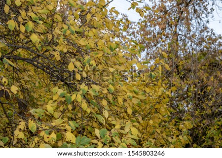 Tree branches with leaves in the early autumn morning
