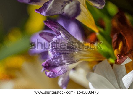 A Macro picture of flowers