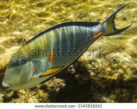 Striped surgeon (Acanthurus lineatus) in a coral reef