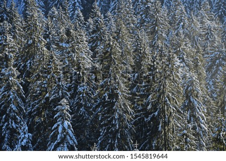 Pine forest covered with snow, winter in Switzerland.