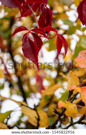 Red grape and apple leaves 