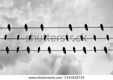 Gathering of black crows on electrical wire. black and white photo