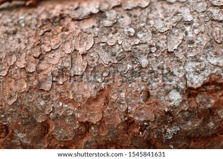 A bark of a big coniferous tree shot closeup