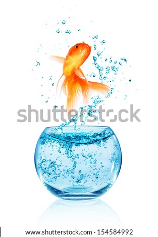 Goldfish jumping out of the aquarium isolated on white background. Search of freedom.