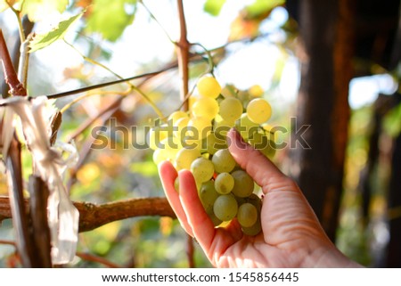 Organic Grapes harvest concept. Farmers hands with freshly harvested grapes. Close up of girl hand holding and showing a bunch of white grapes in a vineyard. Selective focus