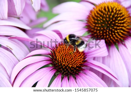 Picture of a bee on a coneflower in Belgium.