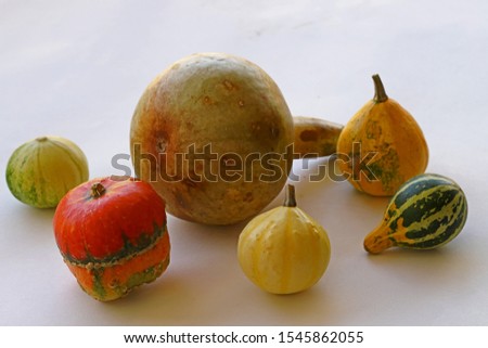 Colorful Miniature Ornamental Pumpkins on White Background