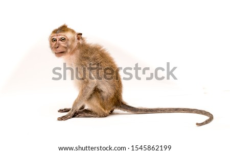 Monkey on a white background. Macaque isolated for design. The primate sits and looks. Grinning teeth and look to the side. Royalty-Free Stock Photo #1545862199