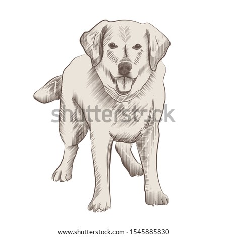 Labrador breed dog. Сute dog in engraved vintage style, isolated on white background
