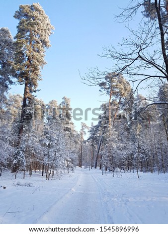 Forest path in snowy winter pine forest on clear sunny day